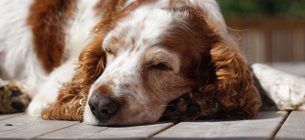 a red and white Spaniel sleeps on their front on wooden decking in the sun