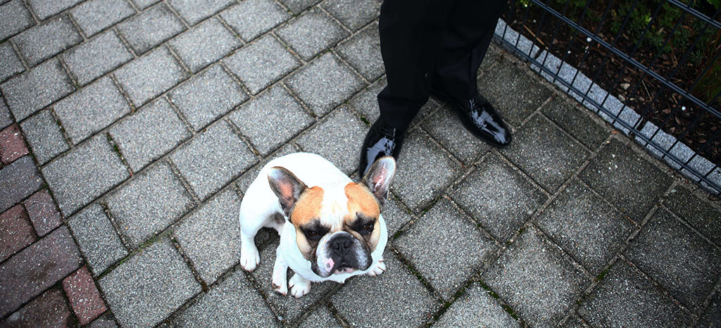 A birds-eye-view picture of a white and brown Frenchie sitting at the feet of a groom wearing a black tuxedo, black shiny dress shoes and holding a bunch of pink roses on dark brick flooring.