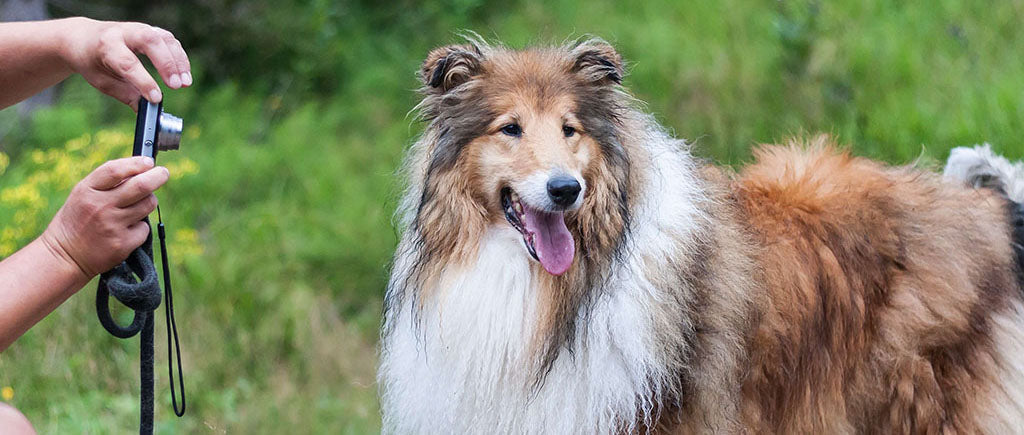 A long-haired Rough Collie poses for a photograph with its tongue hanging from its mouth. Two hands, holding a silver and black digital camera and a thick black strap come from the lefthand side of the image, aimed at the dog.