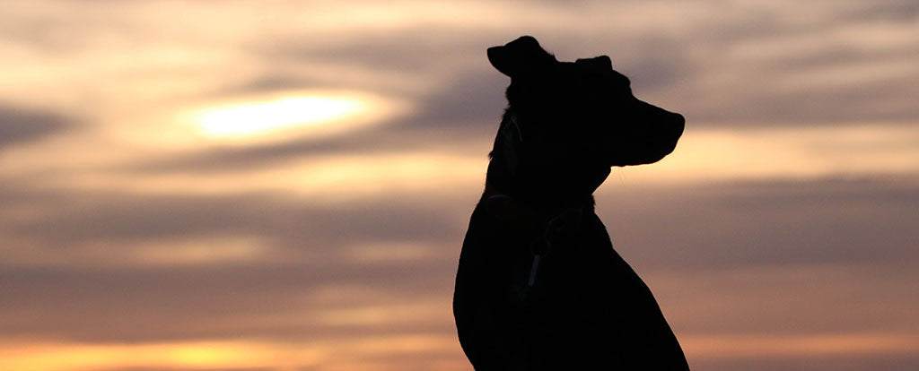 A silhouette of a dog sits in front of a sun set, with orange, yellow and grey streaks going across the sky.