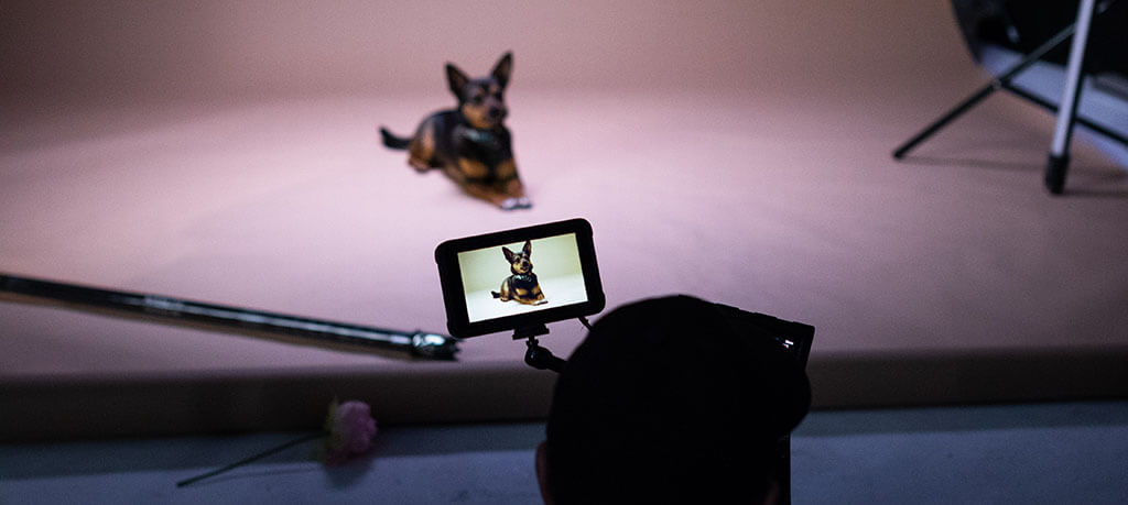 A small black and brown dog with large, pointy ears and white paws lays on a pink backdrop in a photography studio. In the foreground, a camera is set up, facing the dog, ready to take a photo.