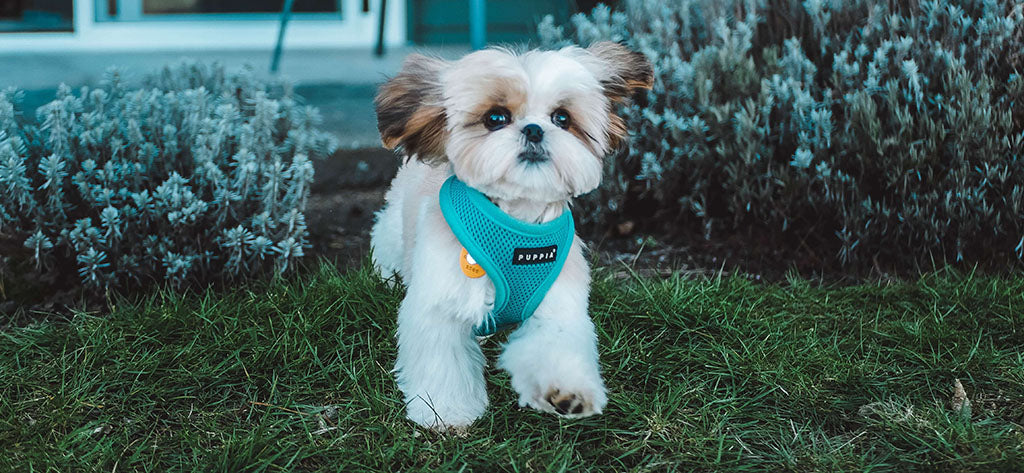a small, cream Shih-Tzu puppy with brown and tan ears in a turquoise harness, bounds onto a green lawn between two small shrubs. Behind them is a patio with an outdoor, metal table and open sliding glass doors