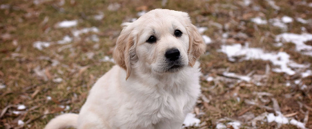 a Golden Retriever puppy sits on dank lawn surrounded by the remnants of snow looking upward in the camera’s direction