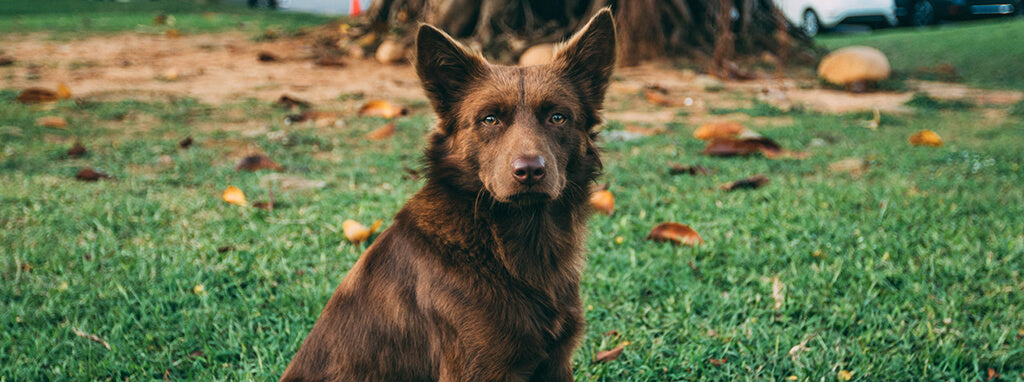 brown dog in field