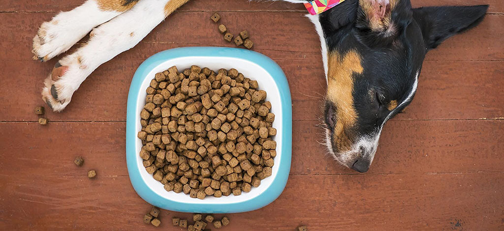 a black, white and tan mixed-breed, short-haired terrier dog lies on their side asleep on reddish wooden flooring, next to their blue and white dog food bowl that’s overflowing with kibble.