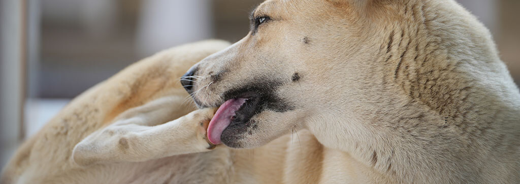 A close-up of a light-furred dog grooming itself by licking its paw, with the focus on the dog's head and raised paw. 