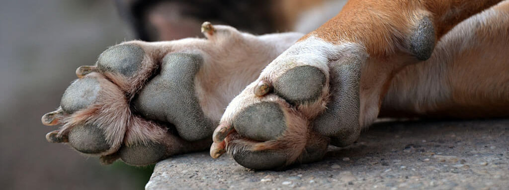Close-up of a dog's front paws resting on a concrete surface, highlighting the pads and claws.