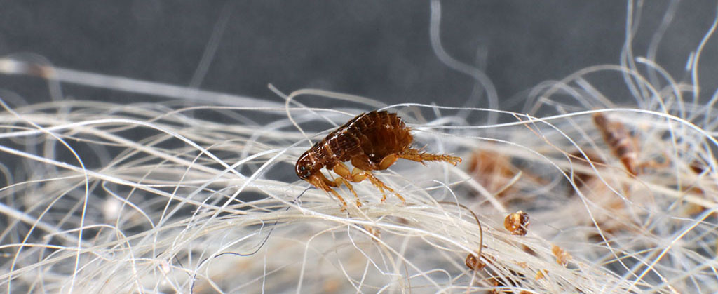 Close-up view of a flea on a dog's white fur, with individual hairs and multiple flea eggs visible, highlighting a common cause of flea allergy dermatitis in pets.