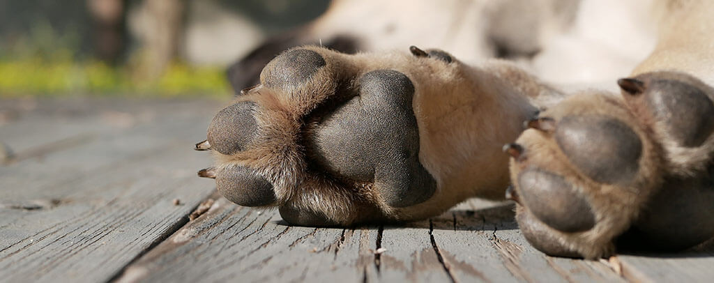 Close-up image of a dog's paw pads showing signs of hyperkeratosis with thickened, rough texture against a wooden surface, with a blurred natural background suggesting an outdoor setting.