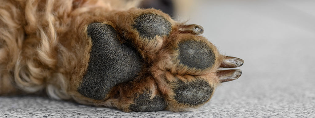 Detailed image of a furry dog's paw with visible signs of hyperkeratosis, featuring cracked and roughened black and gray paw pads, resting on a textured gray surface.
