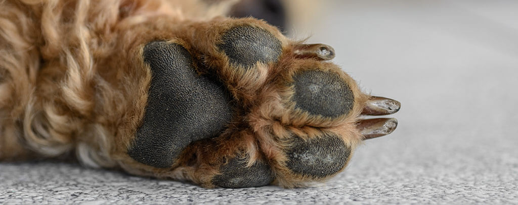 A close-up of a dog's paw, showing textured black pads and overgrown claws amidst golden-brown fur. 