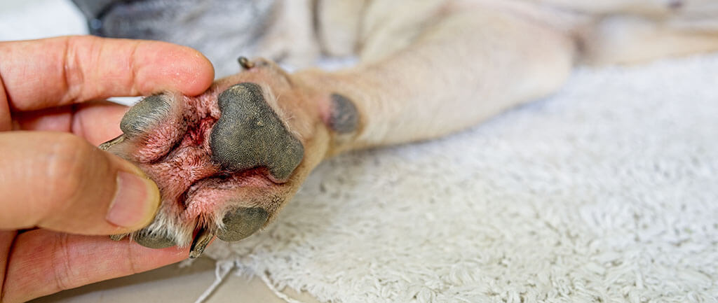 A human hand gently holds a dog's paw, revealing the underside with dark pads and visible signs of redness between the pads, possibly indicating irritation or a condition like pododermatitis. 
