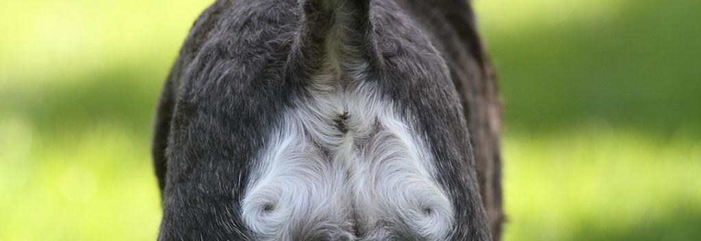 View of the rear end of a dog, showcasing the fur pattern around its anal area and anal glands.