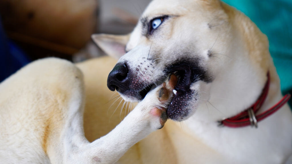 a close-up of a cream-colored dog with a striking blue eye visible, gnawing on its front left paw.