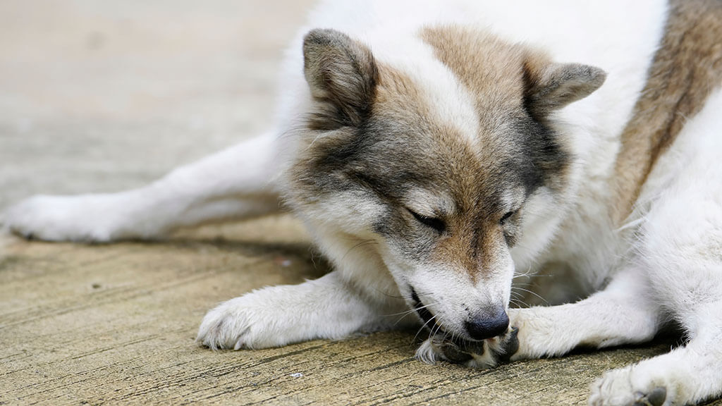 A close-up of a dog with thick white and grey fur, lying on a textured surface and busily chewing on its front paw. 