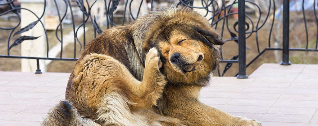 A fluffy dog resembling a Tibetan Mastiff is scratching its ear with its hind leg
