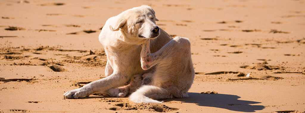 A light-colored dog sitting on a sandy beach, scratching its neck with its hind leg. The dog's eyes are closed, and it seems to be enjoying the relief from scratching