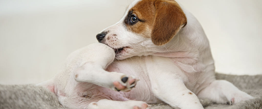 A Jack Russell Terrier puppy lying on a soft surface, licking its front paw, possibly due to discomfort or itching.