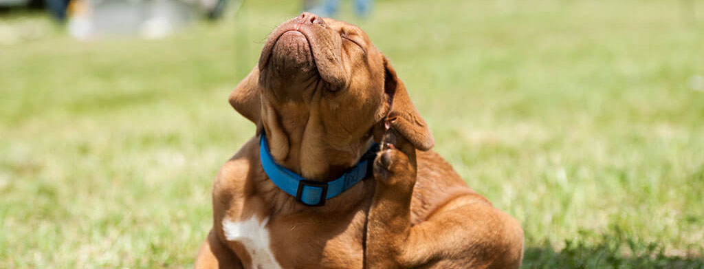 A brown dog wearing a blue collar scratching behind its ear with its hind leg while sitting on grass, showing a typical sign of flea allergy or irritation in dogs.