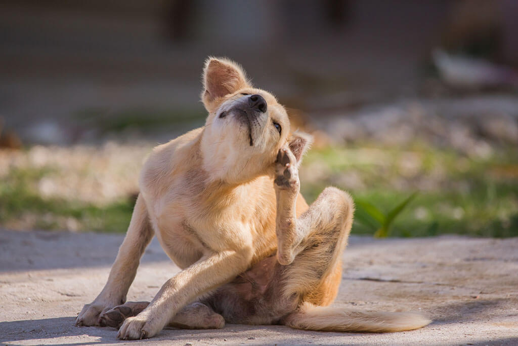 Flea Allergy in Dogs: Diagnosis, Treatment, and Prevention - PetLab Co