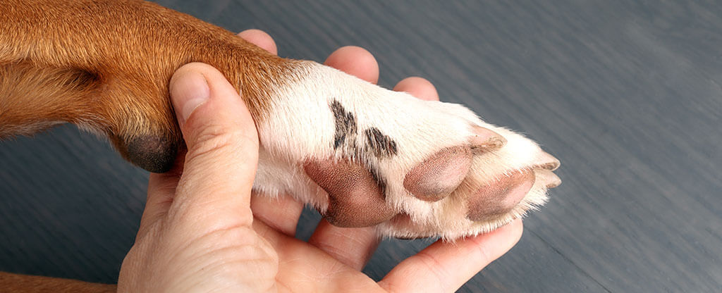 A close-up image showing a person's hand cradling the underside of a dog's paw. The dog's paw is predominantly white with distinctive brown spots and has dark brown pads.