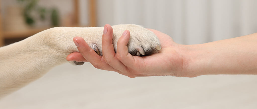 A human hand gently holding a dog's front paw, symbolizing companionship and trust. The dog's paw is light-colored with visible darker pads, and both the human and the dog's skin are in sharp focus, set against a soft-focus home interior background.