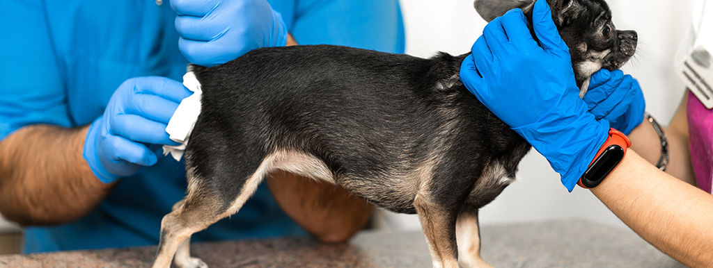 A small black and tan dog is having their anal glands examined by two vets wearing blue gloves.