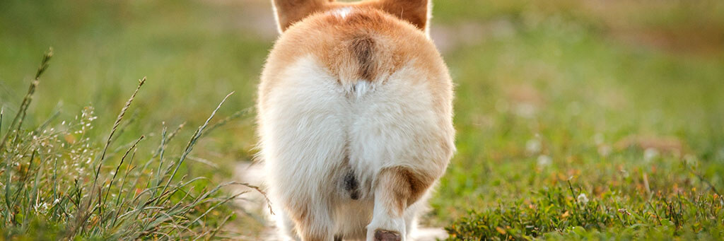 Close-up view of the rear end of a brown and white dog, focusing on its tail and hindquarters, with the backdrop of a softly focused green field.