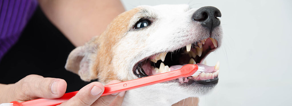 A close-up image of a person brushing the teeth of a Jack Russell Terrier with a red toothbrush.