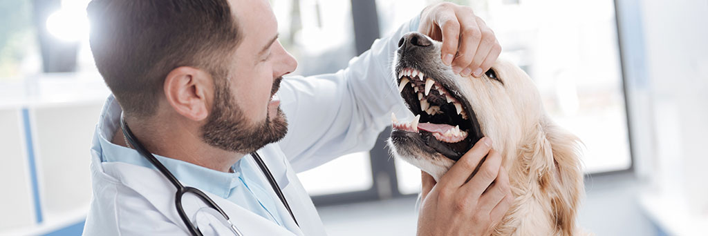 A veterinarian in a clinic, wearing a lab coat and a stethoscope, is examining the open mouth of a golden retriever.