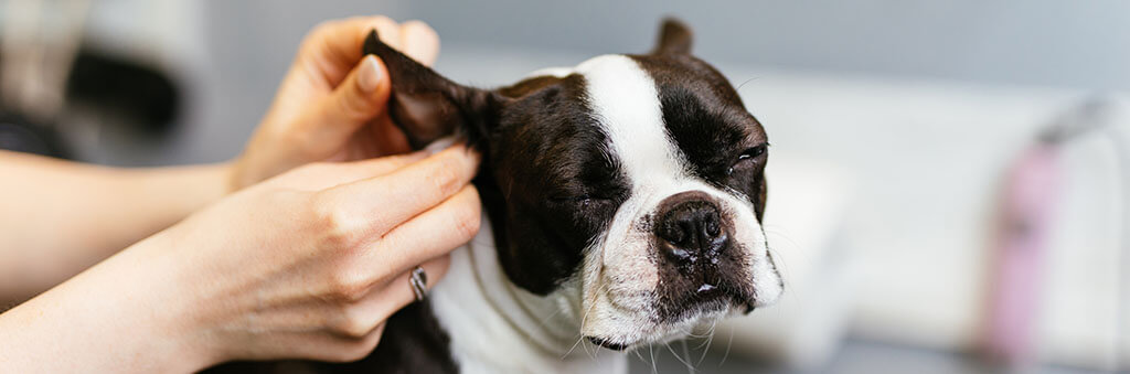 A veterinarian's hands gently hold the ear of a Boston Terrier as the dog looks away, appearing relaxed during the ear examination.