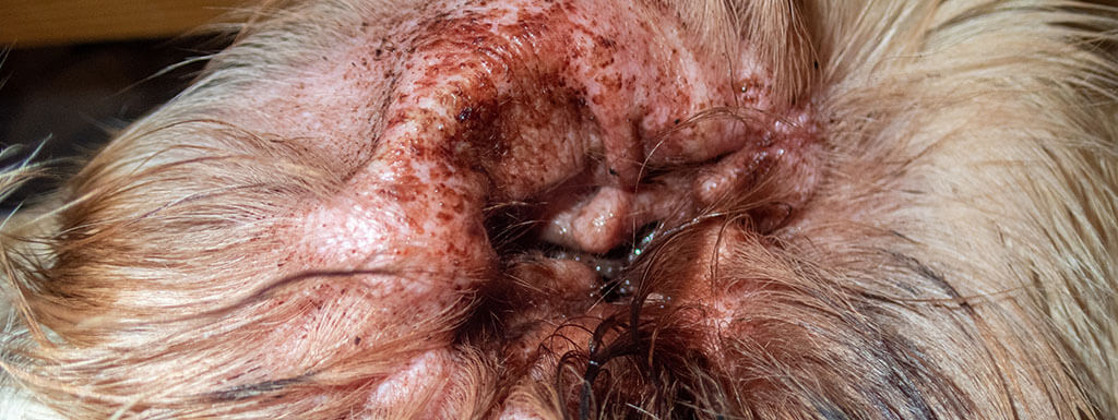 Close-up of a dog's ear showing signs of infection or infestation. The inner ear is visibly inflamed with red, irritated skin and some dark debris, possibly indicative of ear mites or another type of ear condition.