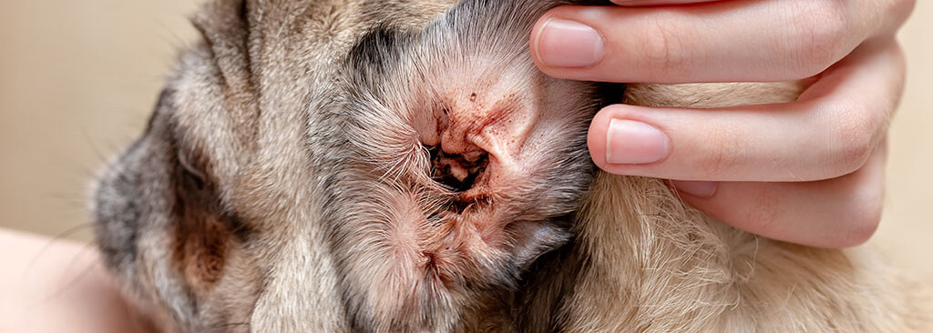 A close-up view of a person's hand gently pulling back the fur to reveal a dog's ear, showing a clean inner ear with no visible signs of infection or infestation, contrasting with a healthy pink skin tone.