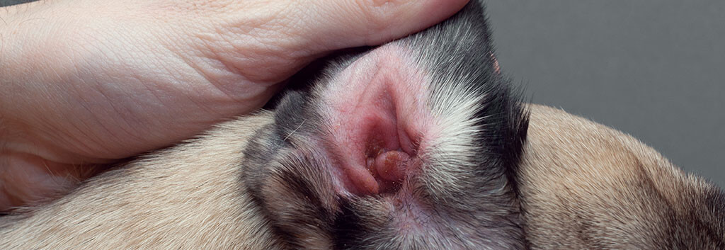 A close-up of a person's hand holding a dog's ear, revealing the inner ear with signs of infection including redness and accumulation of brown wax.