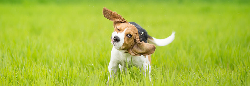 A young Beagle in a grassy field, shaking its head with ears flying in the air and a playful expression, which may indicate it is trying to clear its ears.