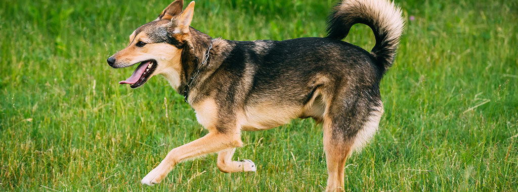 A medium-sized dog with a tan and black coat is walking across a lush green field, its mouth open as if panting, with a tail curled upwards in a relaxed posture.