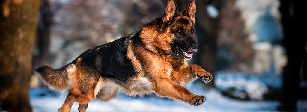 A German Shepherd is captured in mid-leap against a snowy background, displaying a joyful expression with its tongue out and ears perked, suggesting playfulness and energy.