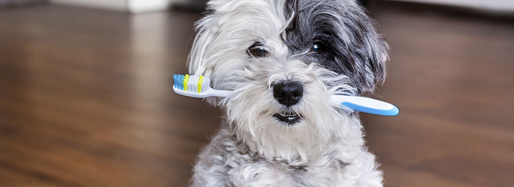 A small dog with a black and white coat holding a blue and white toothbrush in its mouth, sitting on a wooden floor against a blurred background.