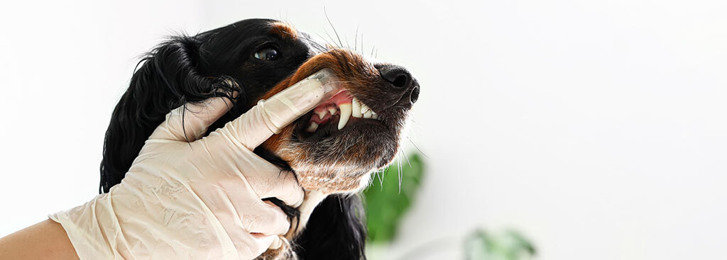 A close-up of a veterinarian's gloved hands opening the mouth of a black and tan dog to examine its teeth, with a white background.
