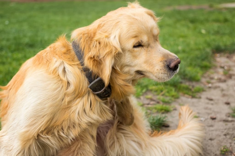 Picture of 8 Golden Retriever Skin Issues (and How to Address Them) - PetLab Co