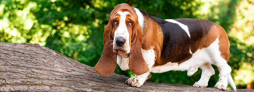 Droopy Dog Breed Dog With Long Ears Breeds With The Longest Ears