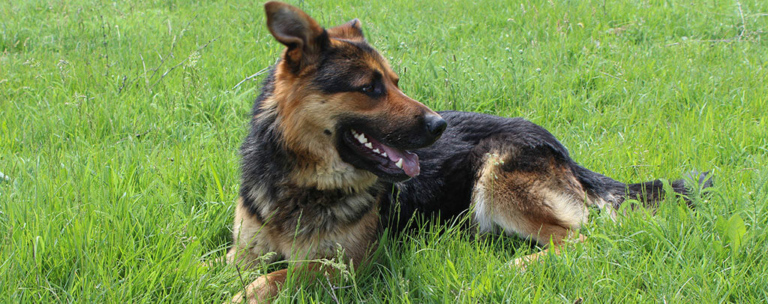 View of German Shepherd Hip Dysplasia: 8 Breed-Specific Signs - PetLab Co