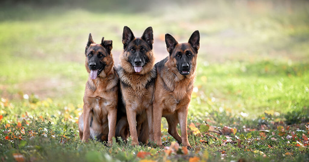 Shepard Co German Shepherd Hip Dysplasia: 8 Breed-Specific Signs - PetLab Co