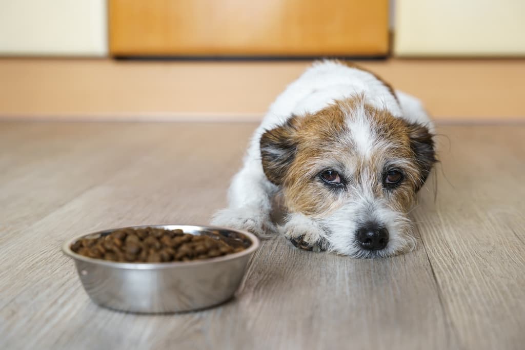 Image showcasing 7 Symptoms of Poor Gut Health in Dogs - PetLab Co