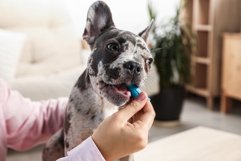 Does Chocolate Give Dogs Bad Breath Behavior photo