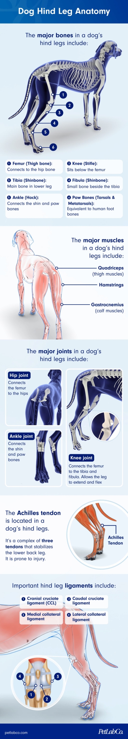 Rear Leg Anatomy Rear Leg Anatomy