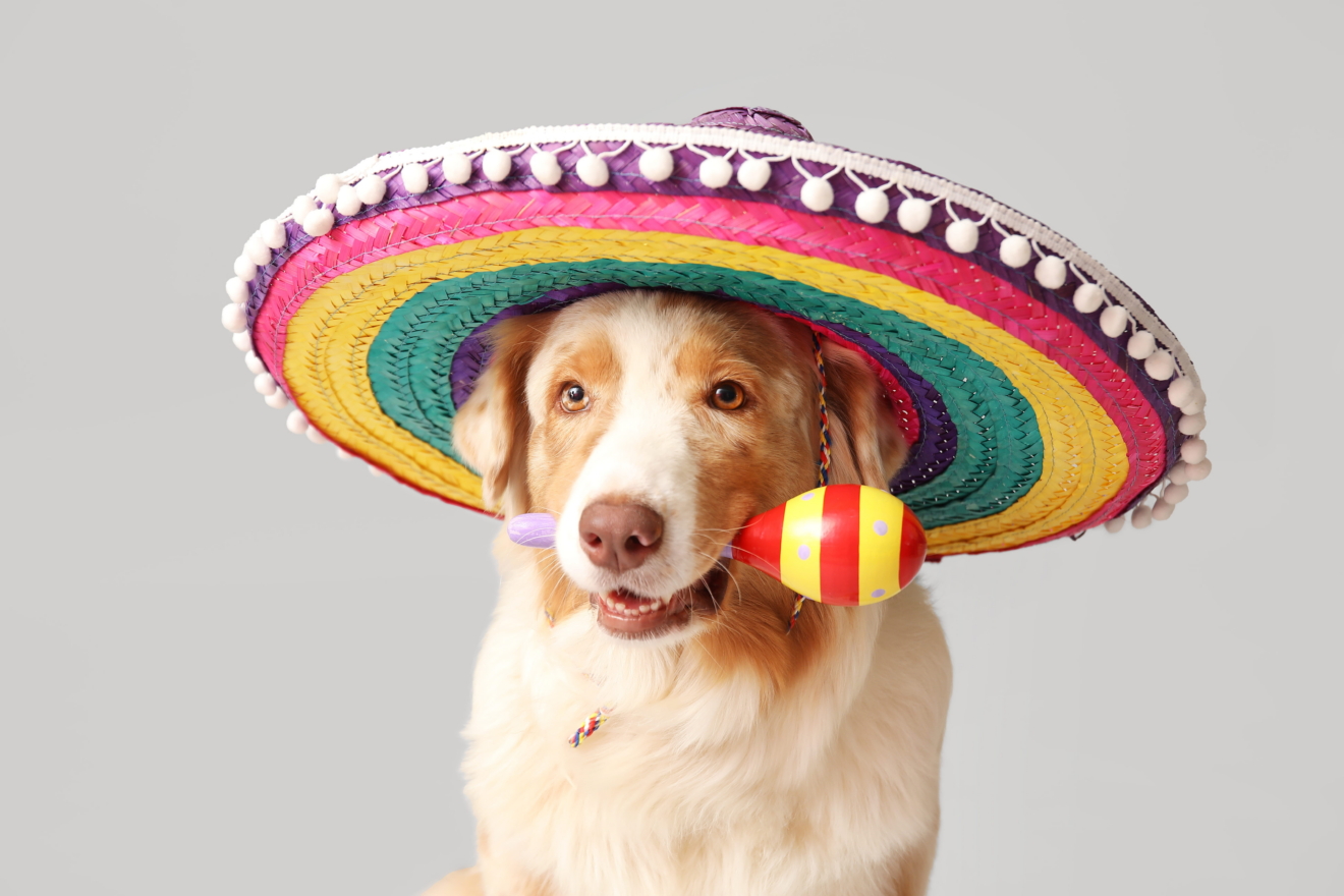 Cinco de Mayo for Dog Owners: Celebrating May 5 Safely